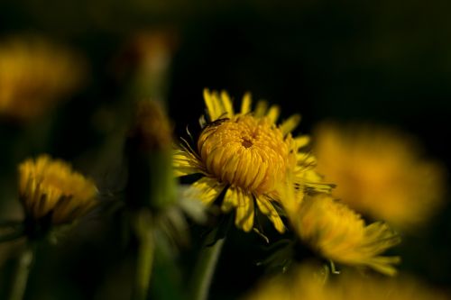 flower yellow dandelion
