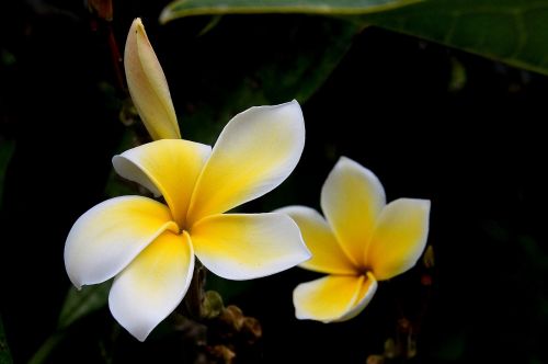 flower plumeria rubra