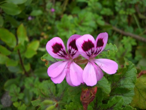 flower pink plant