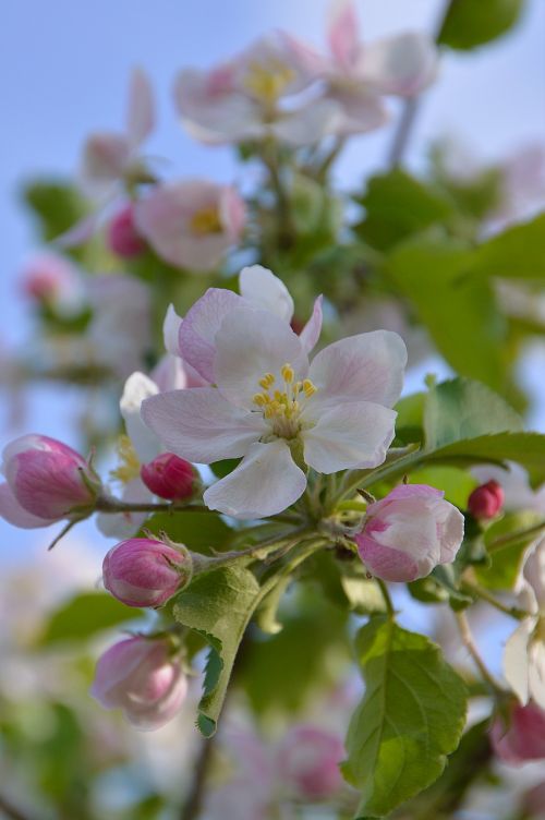 flower spring spring flowers