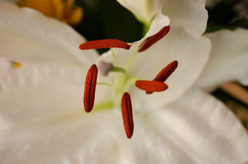 flower white flower macro