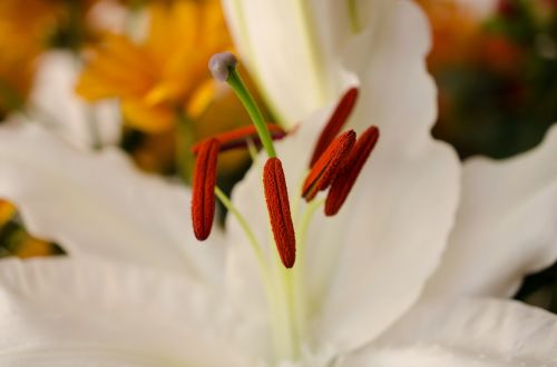 flower white flower macro