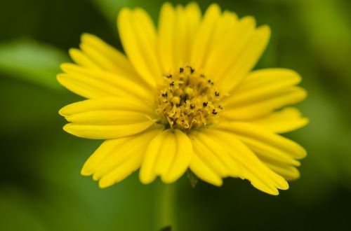 flower pistil macro