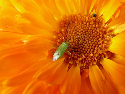 flower marigold garden orange