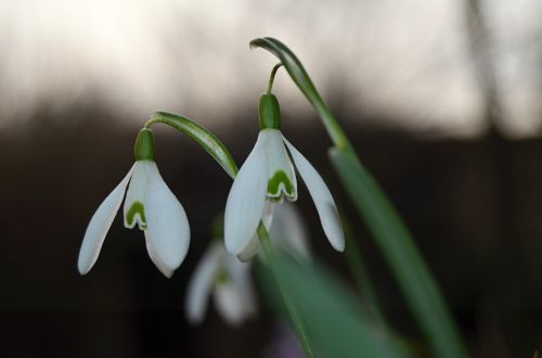 flower snowdrop spring