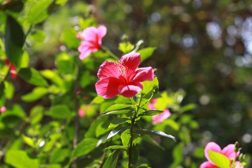 flower hibiscus natural