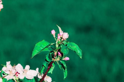 flower apple green