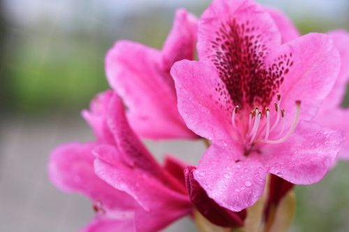 flower pink japanese
