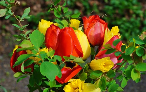 flower bouquet of flowers tulip
