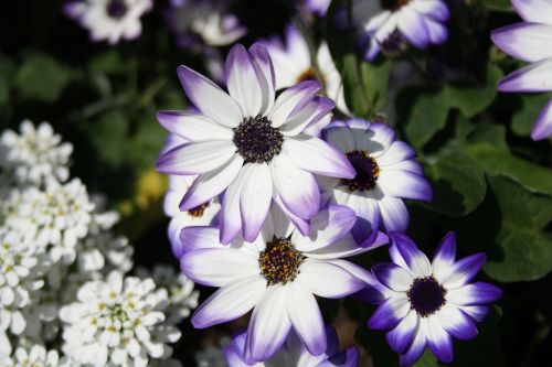 flower white violet