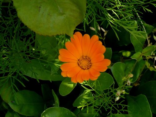 flower orange green