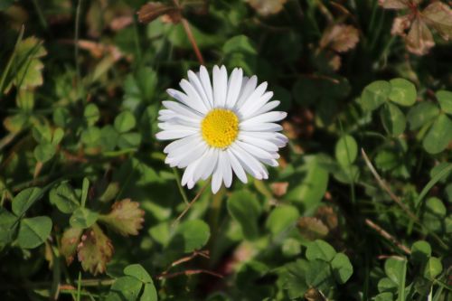 flower nature beautiful flower