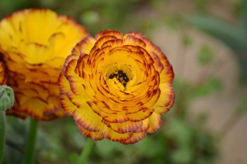 flower plant spring