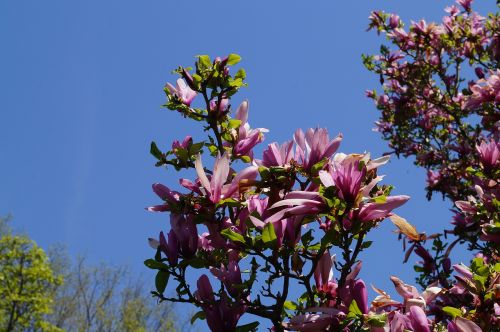 flower blossoms flowers