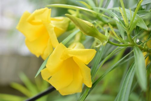 flower oleander blossom