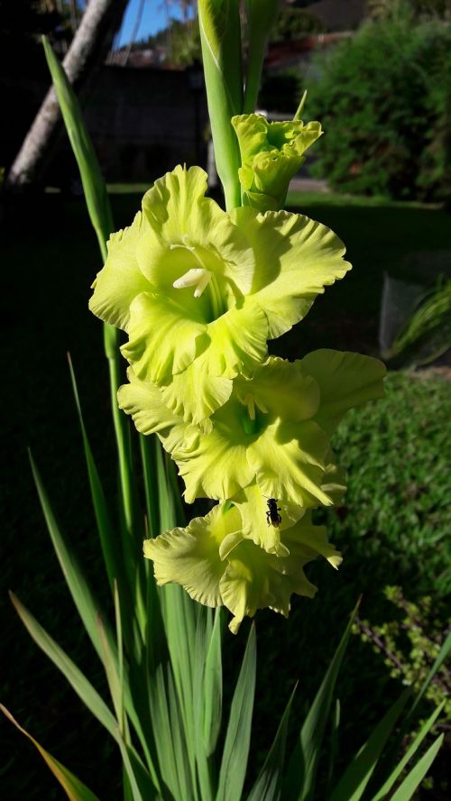 flower gladioli green