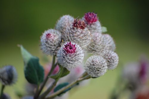 flower nature garden