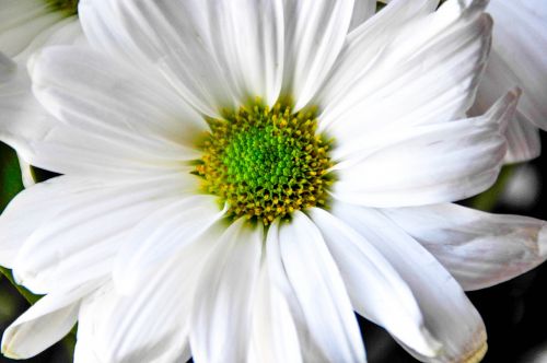 flower white floral