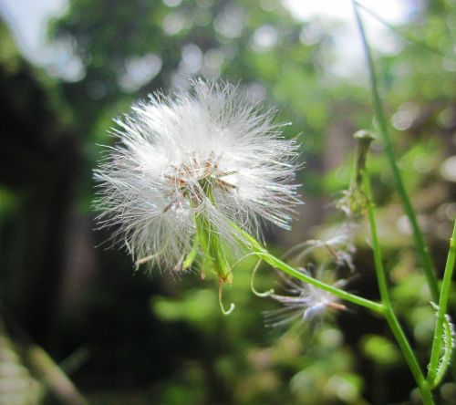 flower grass green