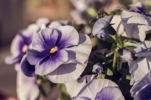 flower purple blossom