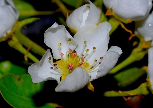 flower spring color