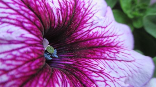 flower blossom purple