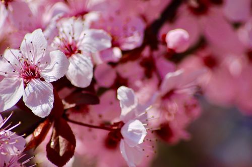 flower colorful spring