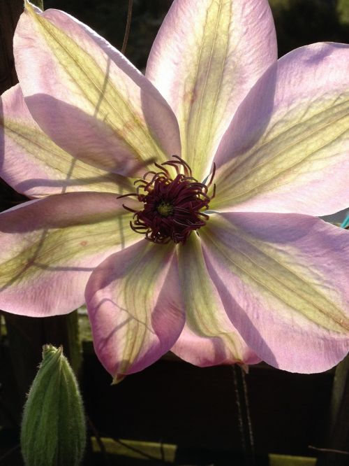 flower clematis nature