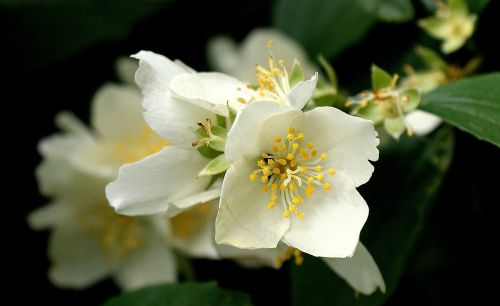 flower jasmine nature
