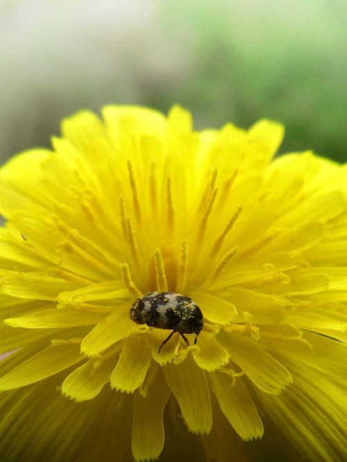 flower dandelion beetle