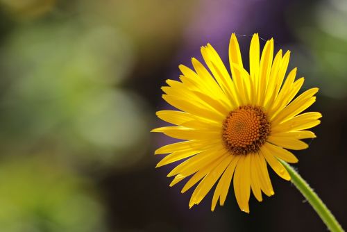 flower daisies blossom