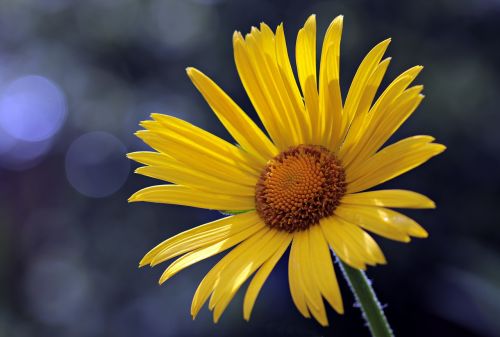 flower daisies blossom