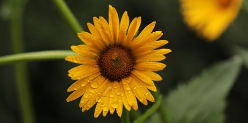 flower daisies blossom