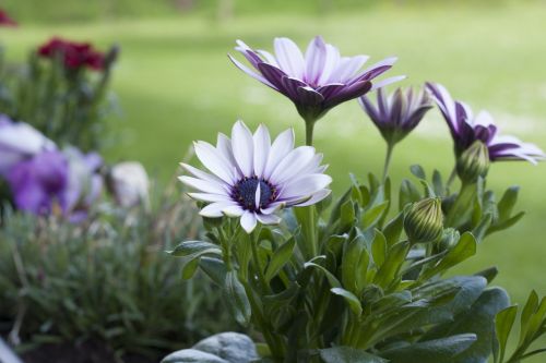 flower purple garden