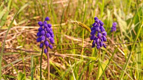 flower berry purple