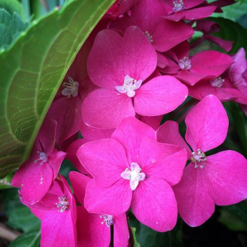 flower sprig pink flower