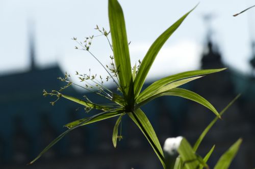 flower hambourg germany