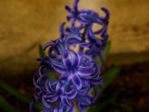 flower narcissus blue