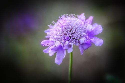 flower nature violet