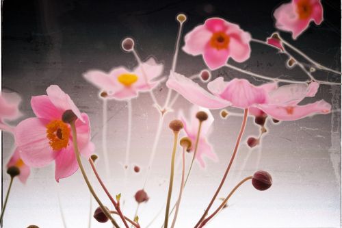 flower pink fall anemone