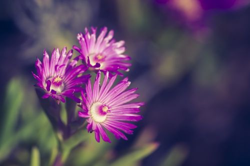 flower close blossom