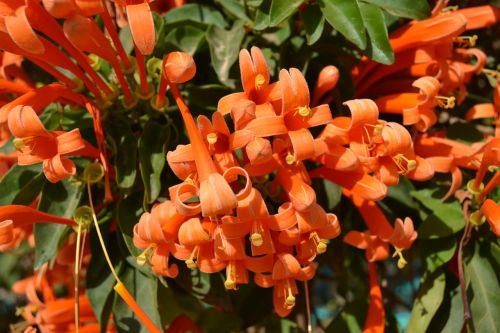 flower orange cuba