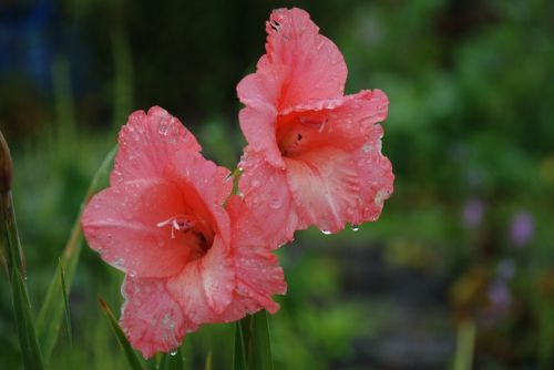 flower grass green