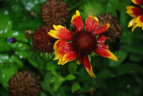 flower plant nature