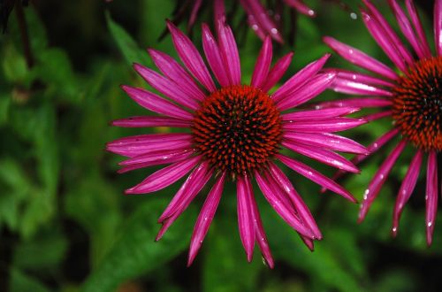 flower plant nature