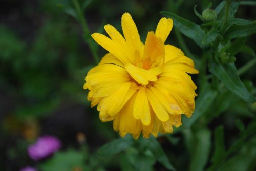 flower nature yellow