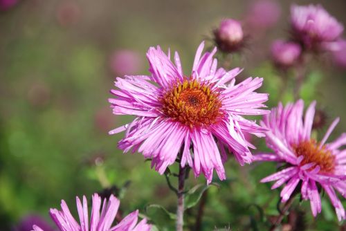 flower plant nature