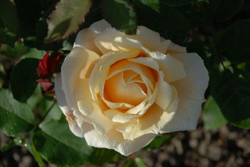 flower pink rose