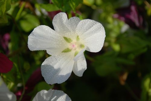 flower bouquet white