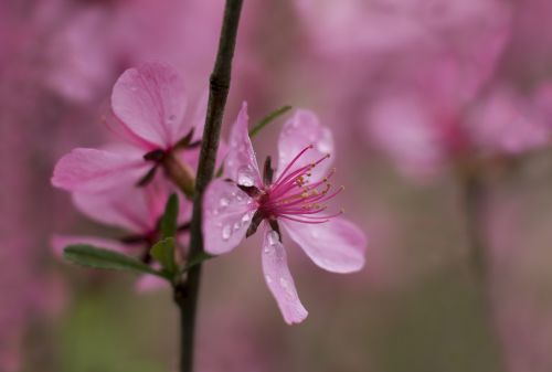 flower pink in the morning